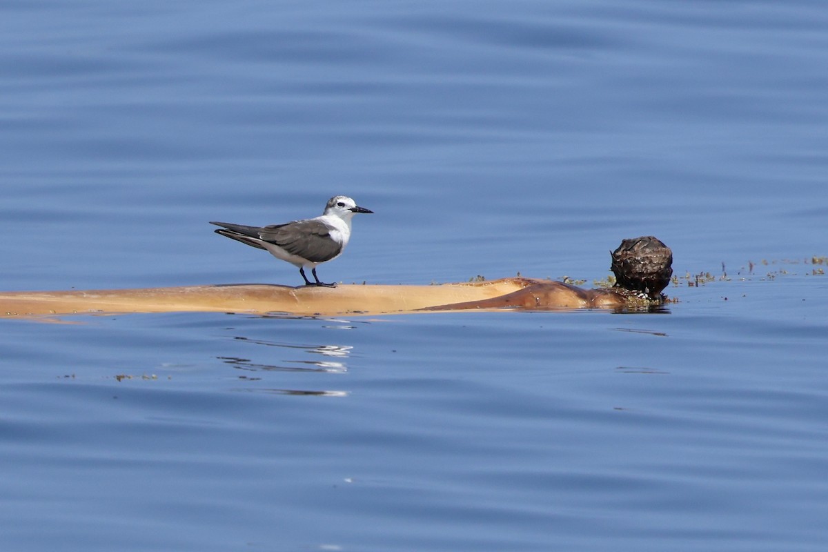 Bridled Tern - Oliver Kew