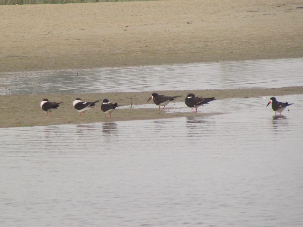 Black Skimmer - ML623637268