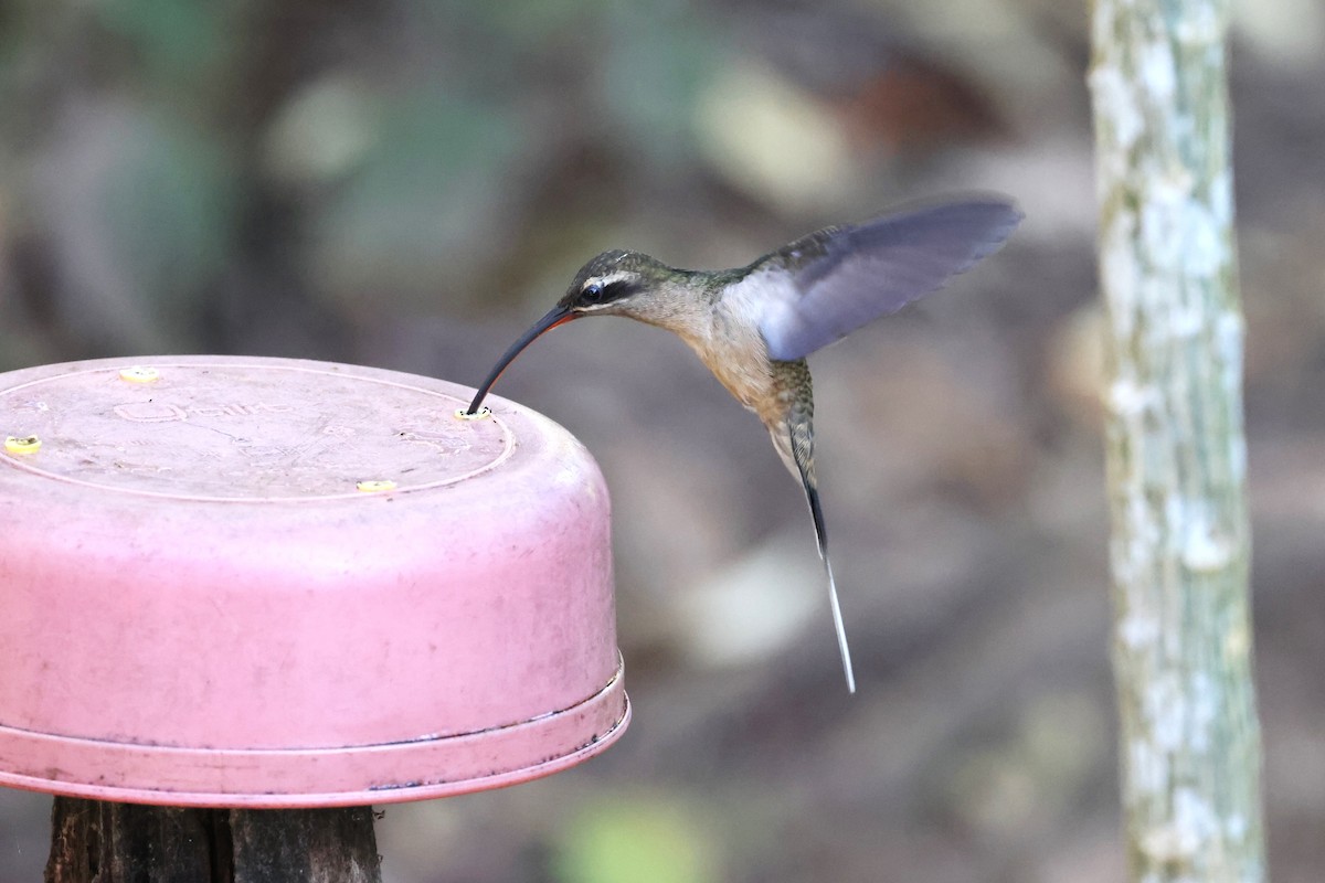 Great-billed Hermit - ML623637270