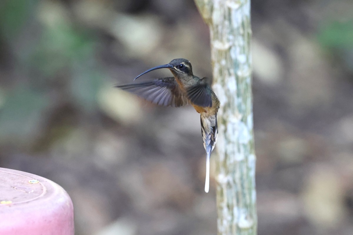 Great-billed Hermit - ML623637271