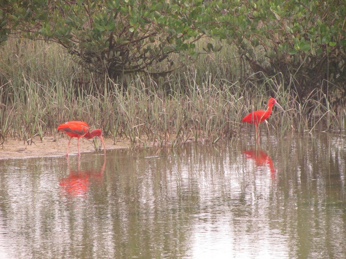 Scarlet Ibis - ML623637272