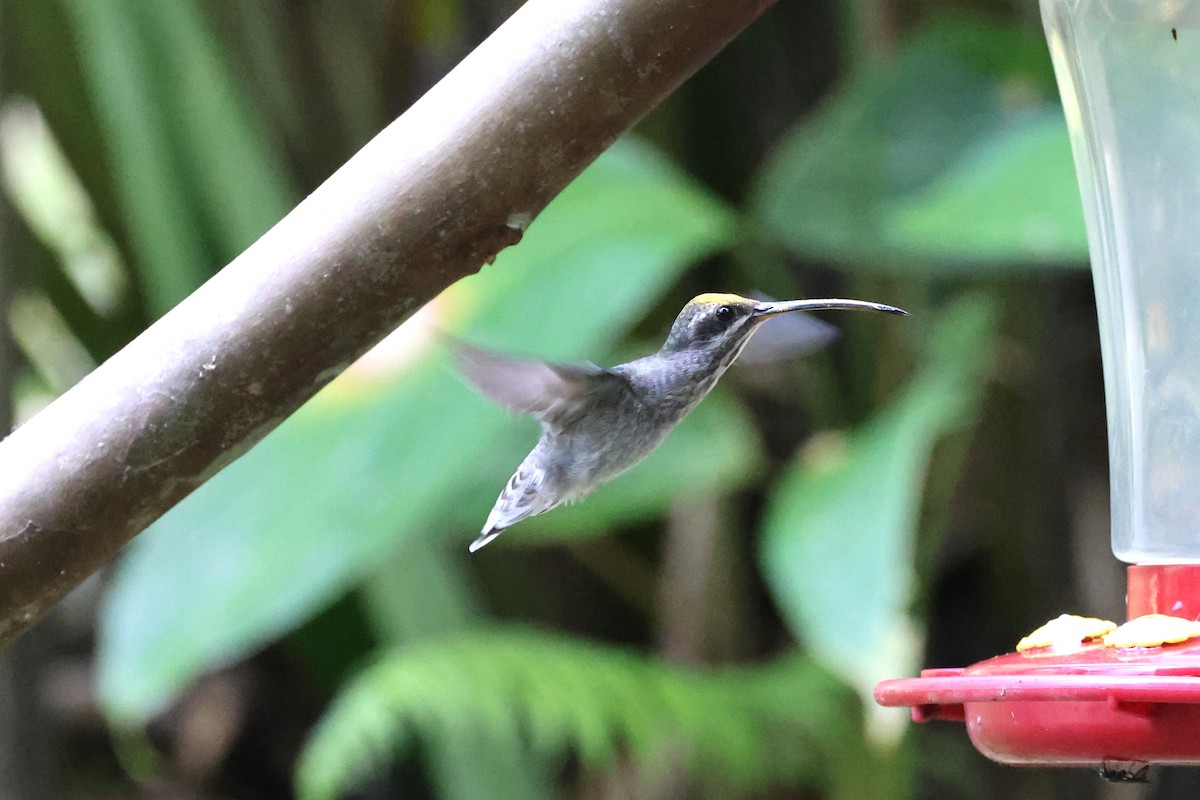 Great-billed Hermit - ML623637283