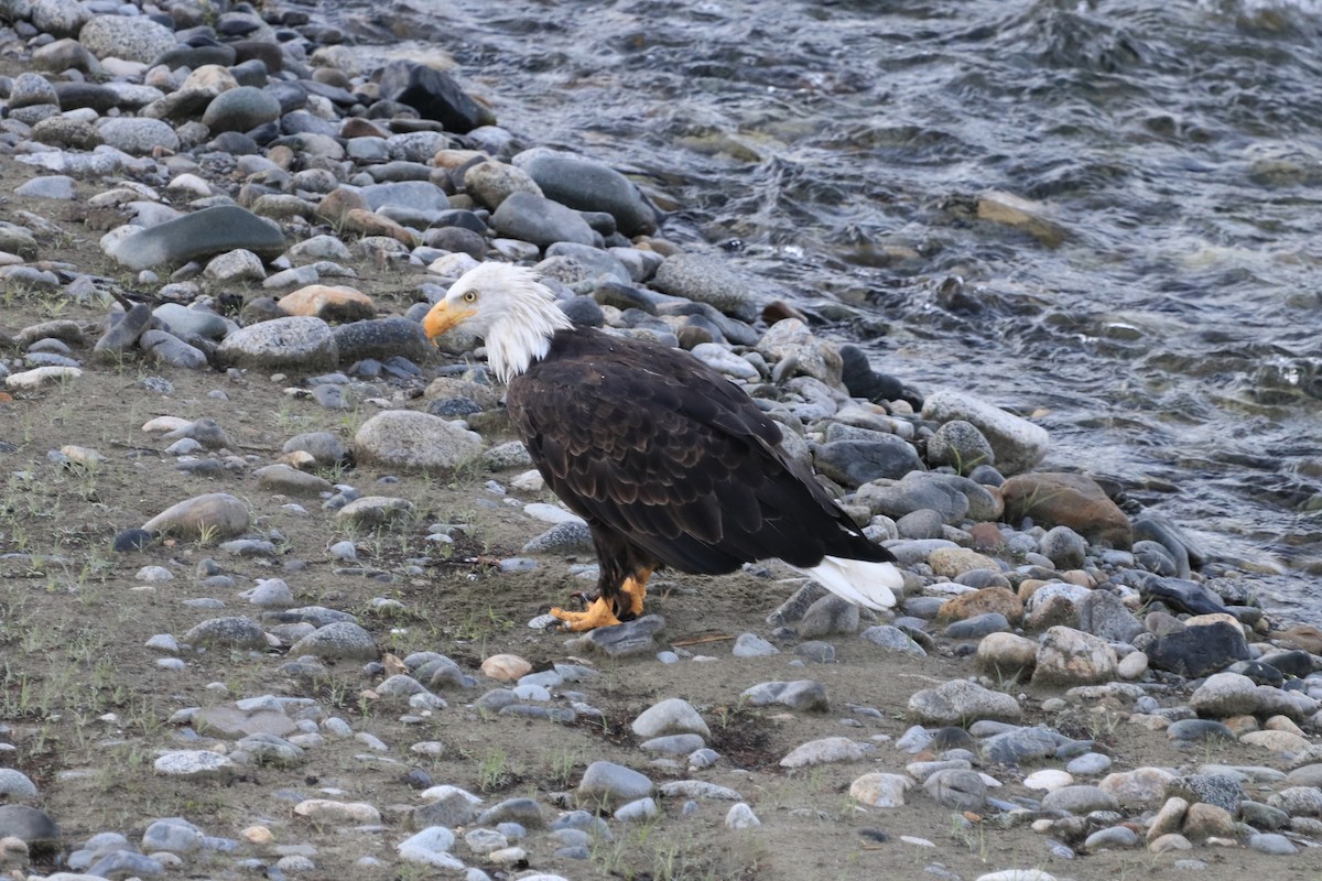 ハクトウワシ - ML623637316