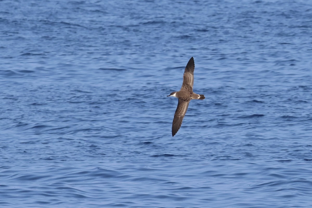 Great Shearwater - Oliver Kew