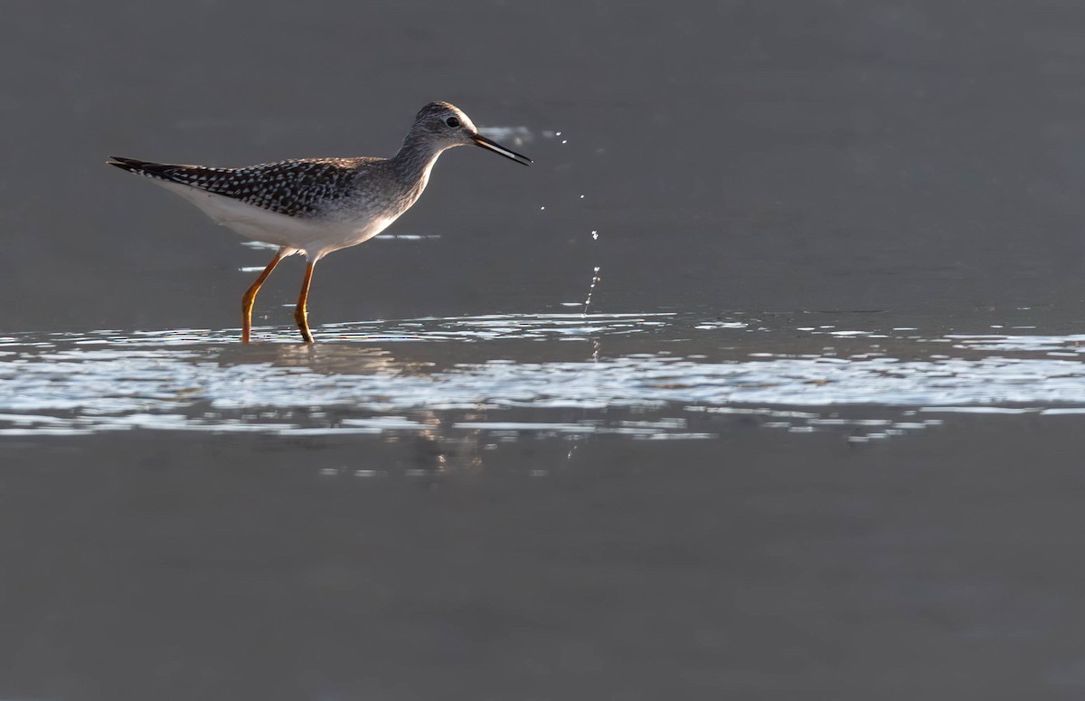 gulbeinsnipe - ML623637336