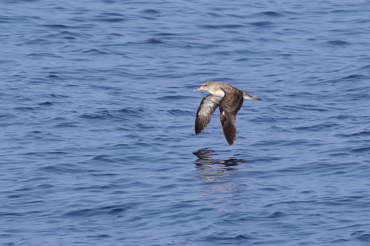 Cory's Shearwater (borealis) - Oliver Kew