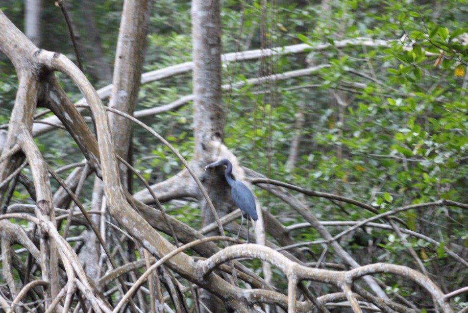 Little Blue Heron - Randy Maharaj