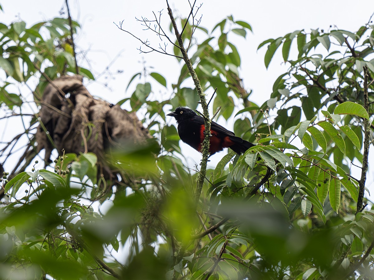 Red-bellied Grackle - ML623637392