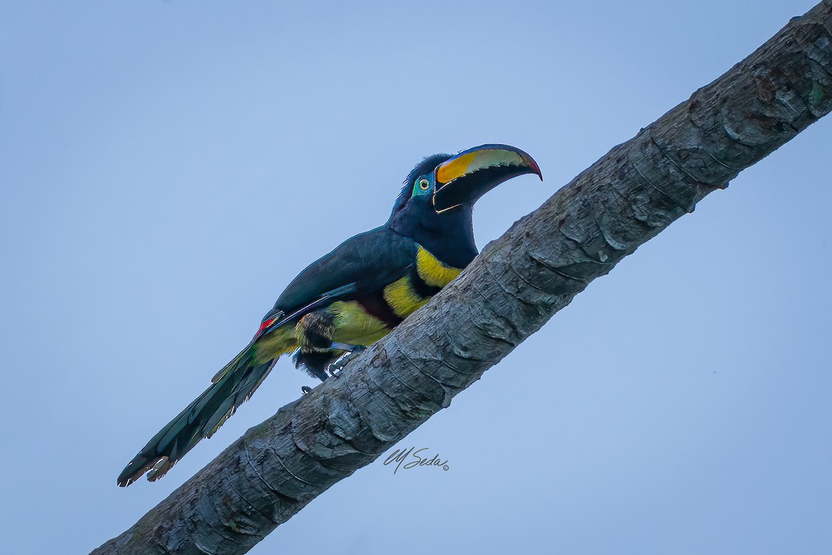 Many-banded Aracari - ML623637407