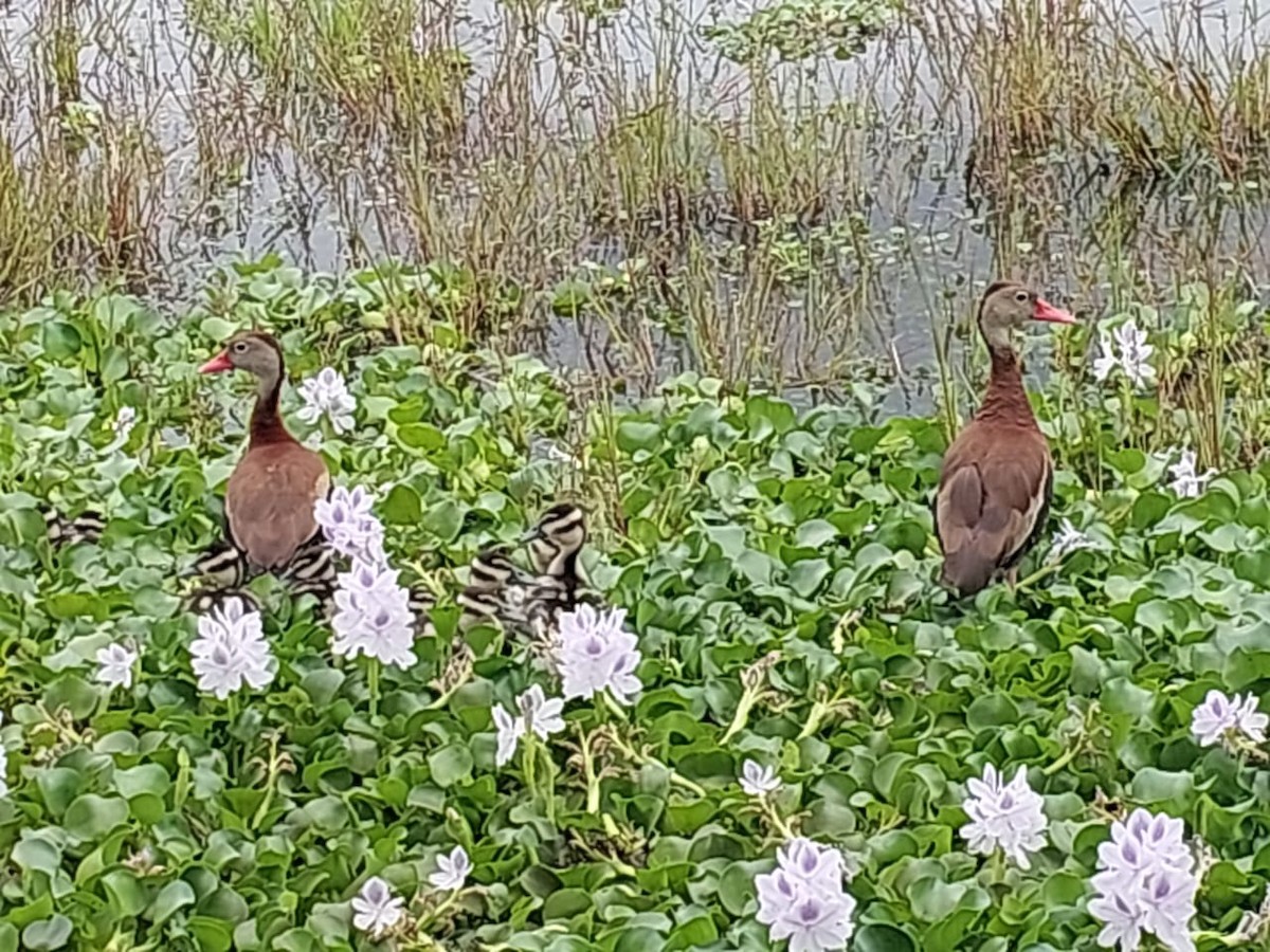 Black-bellied Whistling-Duck - ML623637411