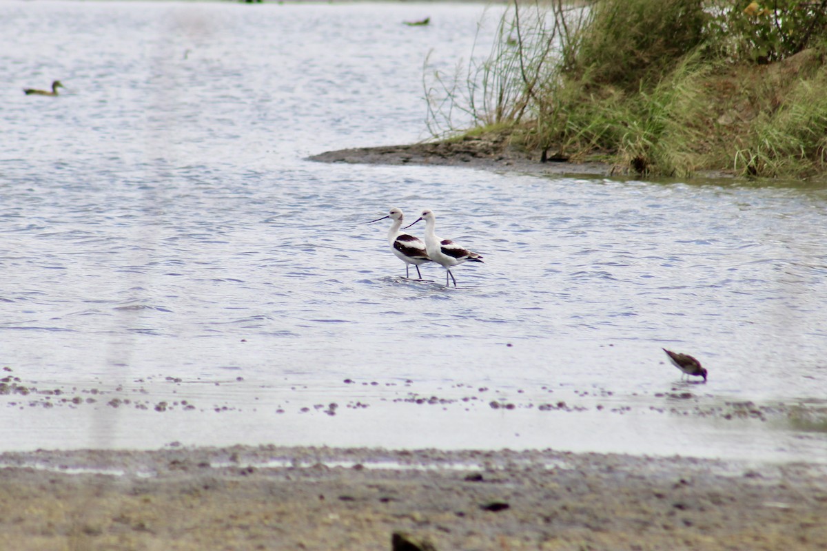 American Avocet - Lucy White