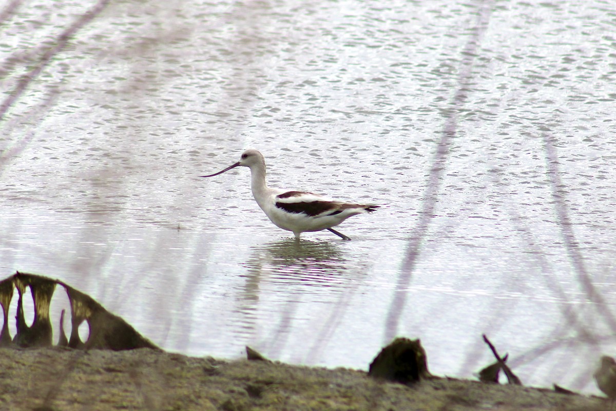 American Avocet - ML623637500