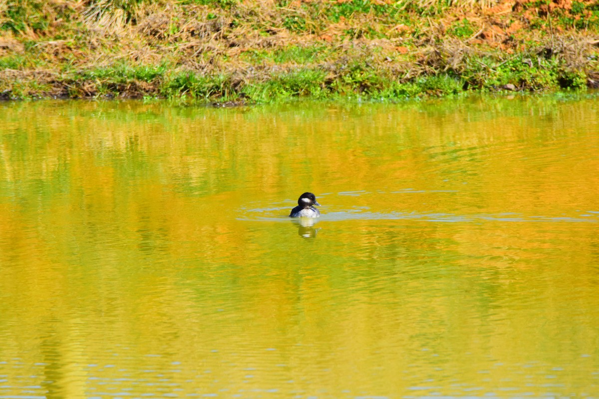 Bufflehead - ML623637518