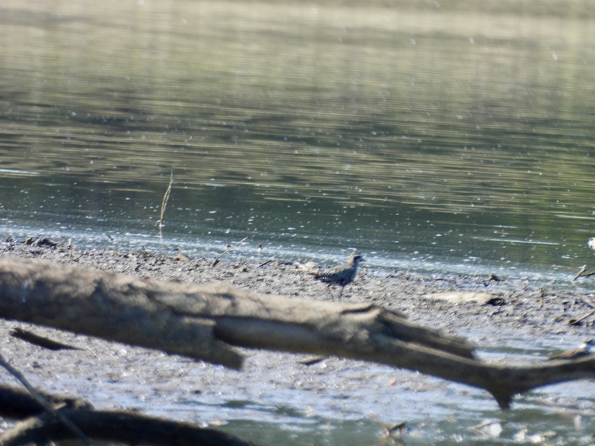 American Golden-Plover - ML623637520