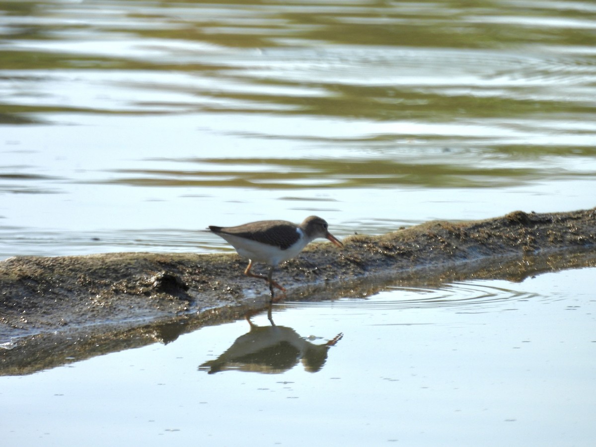 Spotted Sandpiper - ML623637547