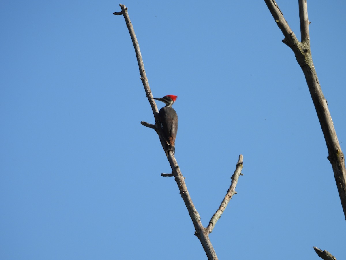 Pileated Woodpecker - ML623637565