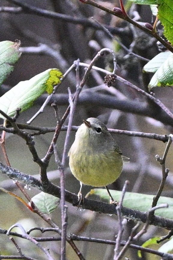 Orange-crowned Warbler - ML623637603