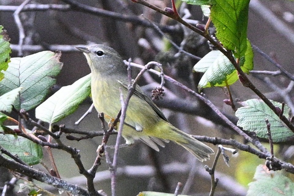 Orange-crowned Warbler - ML623637604