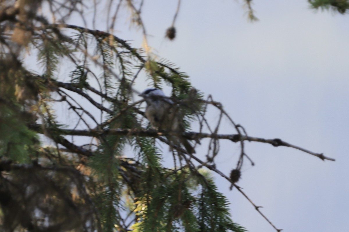 chickadee sp. - ML623637636