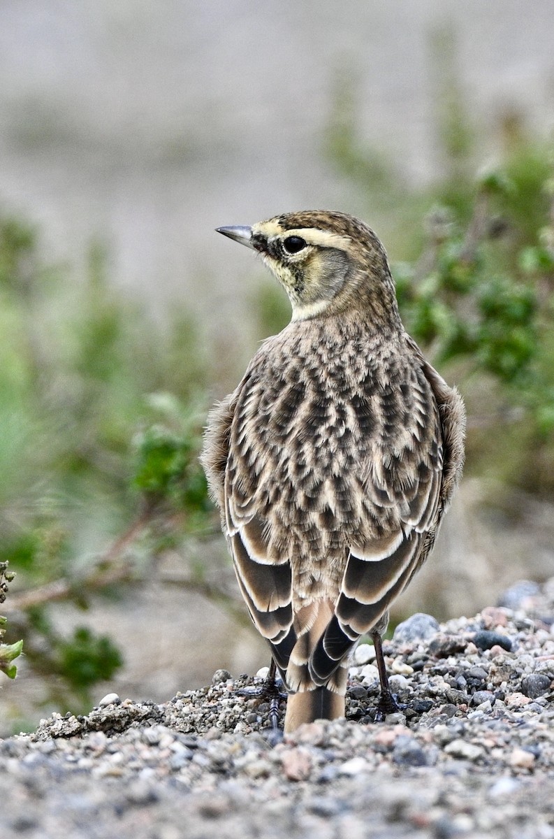 Horned Lark - ML623637645