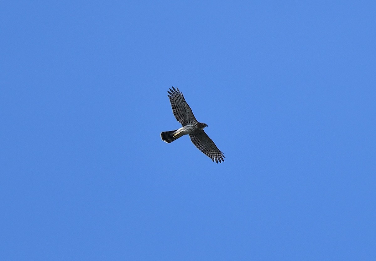 Cooper's Hawk - ML623637673