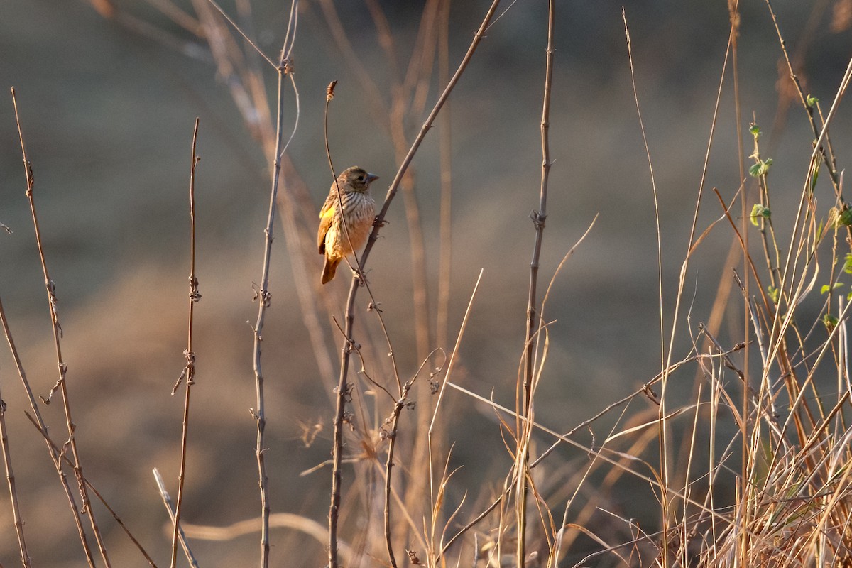 Yellow Bishop - ML623637678