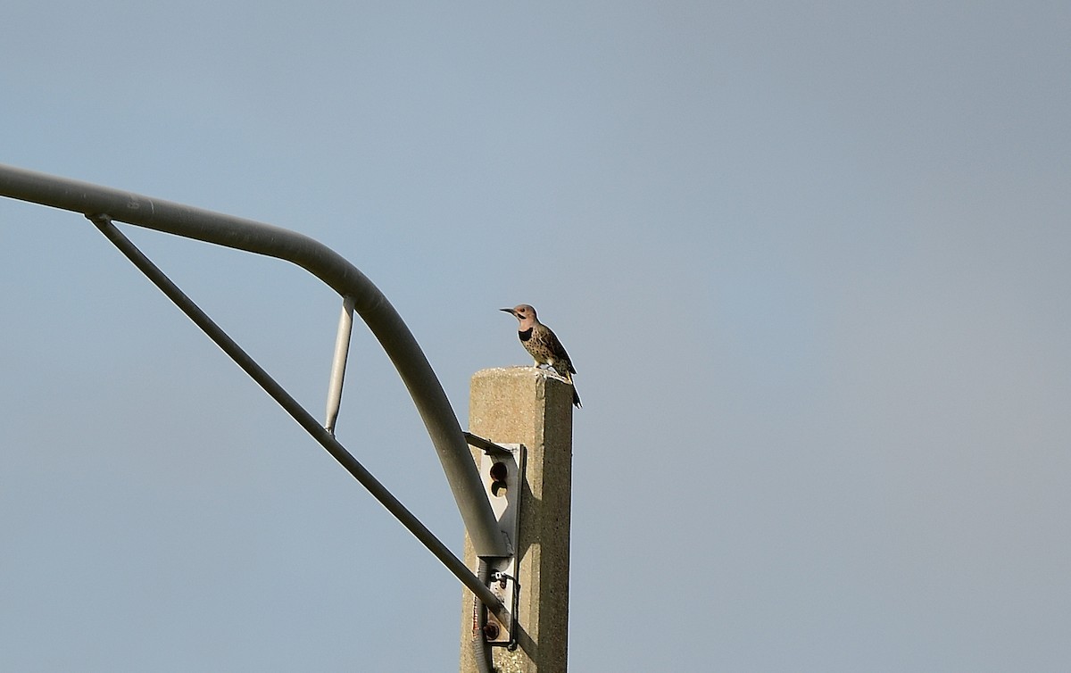 Northern Flicker - ML623637706