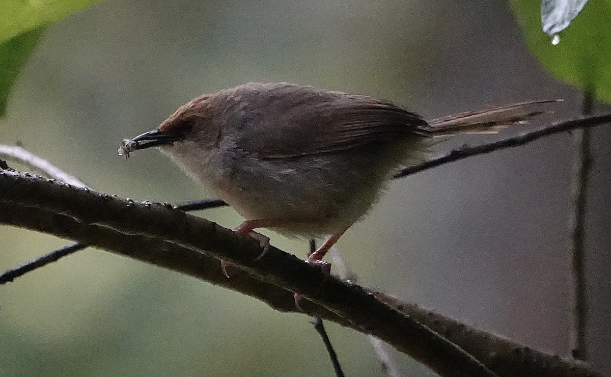 Chubb's Cisticola - ML623637713