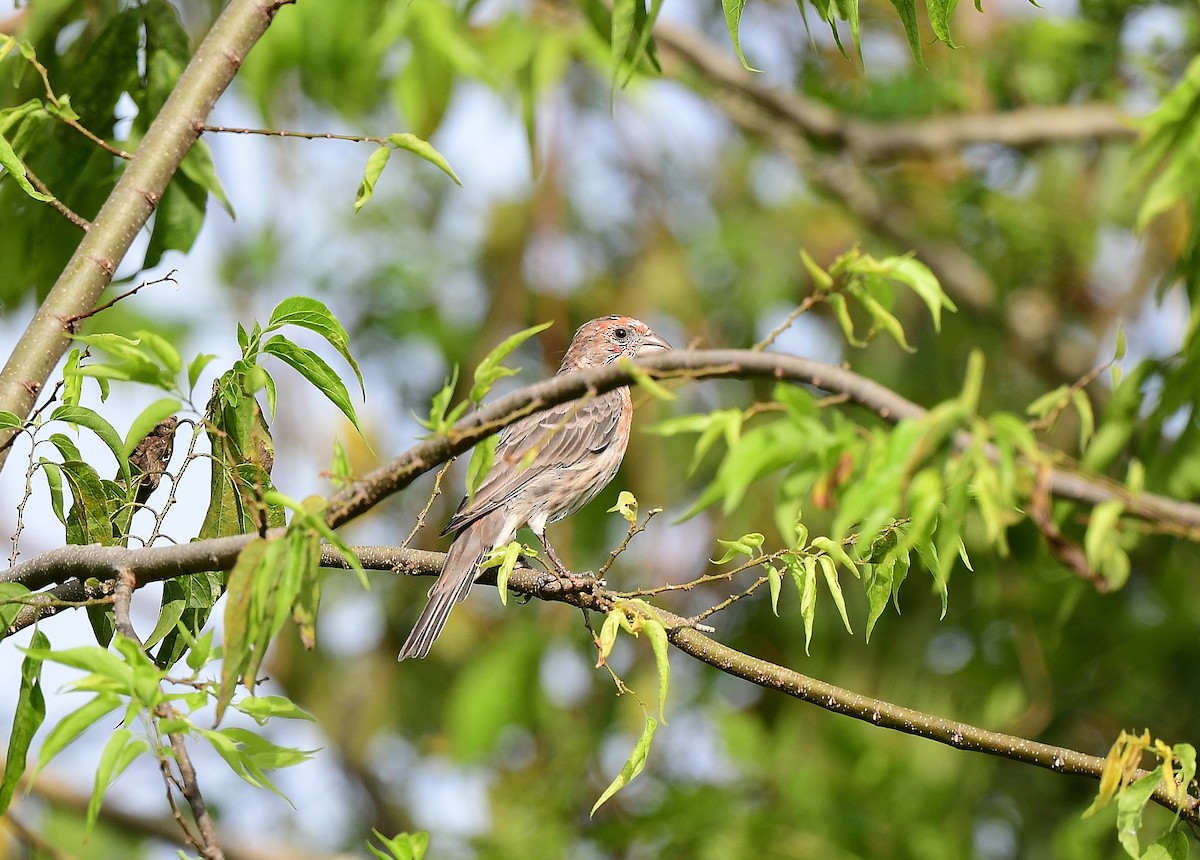 House Finch - ML623637721