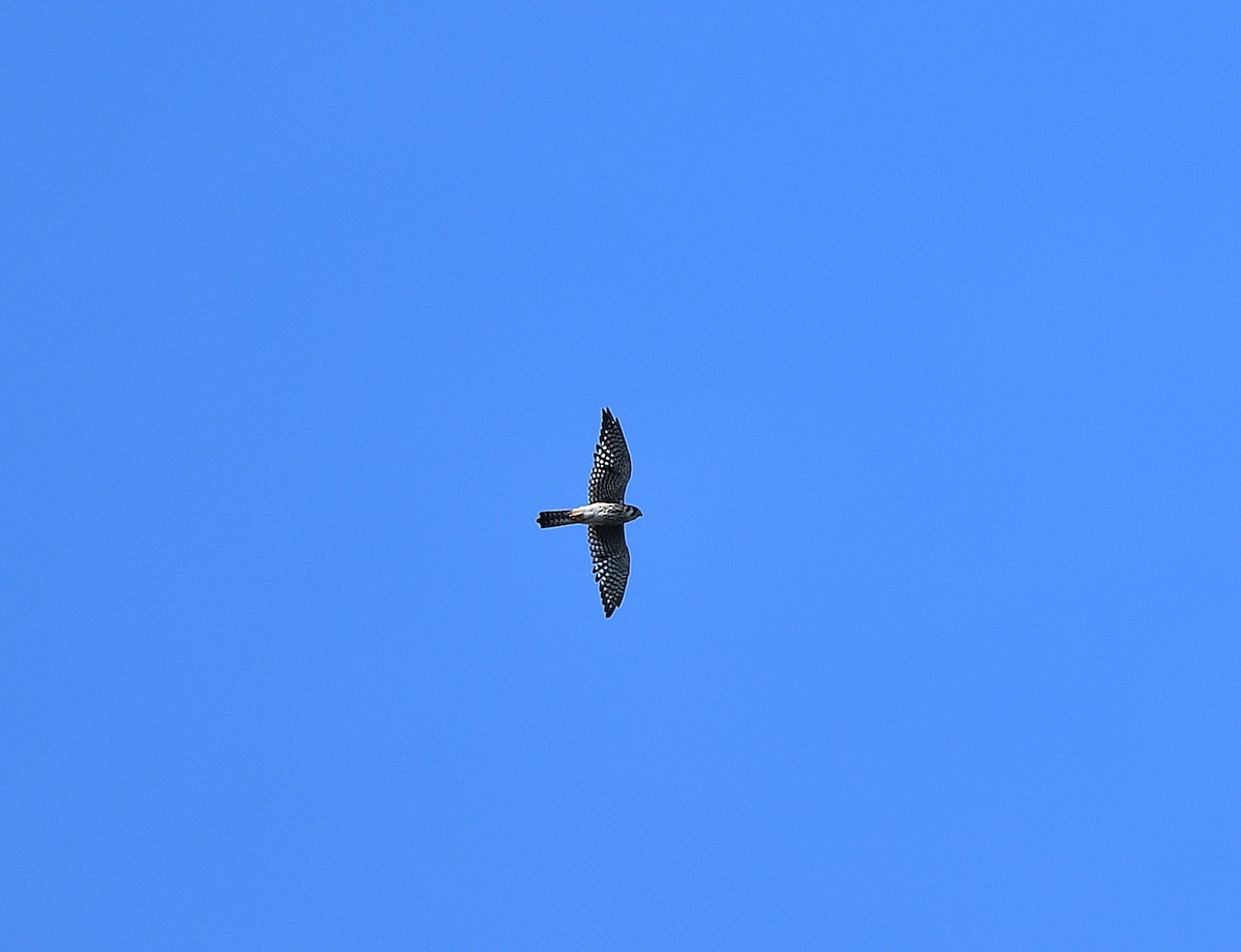 American Kestrel - ML623637725