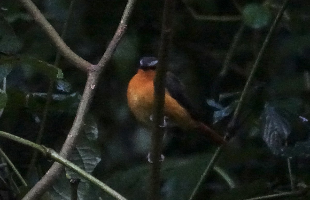 Gray-winged Robin-Chat - ML623637772