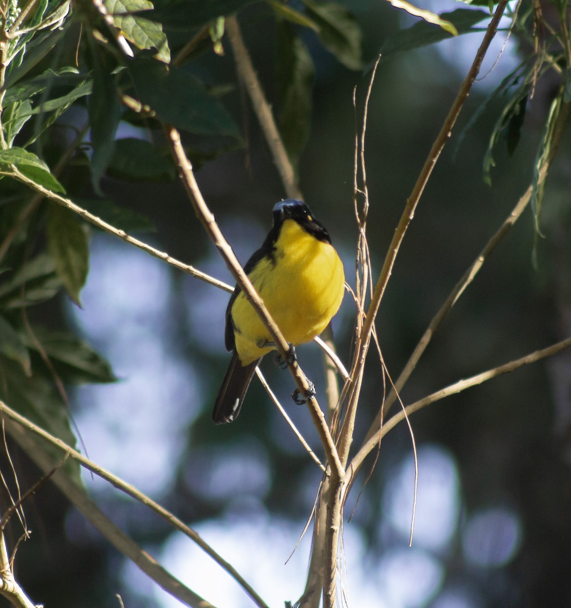 Black-cheeked Mountain Tanager - ML623637838