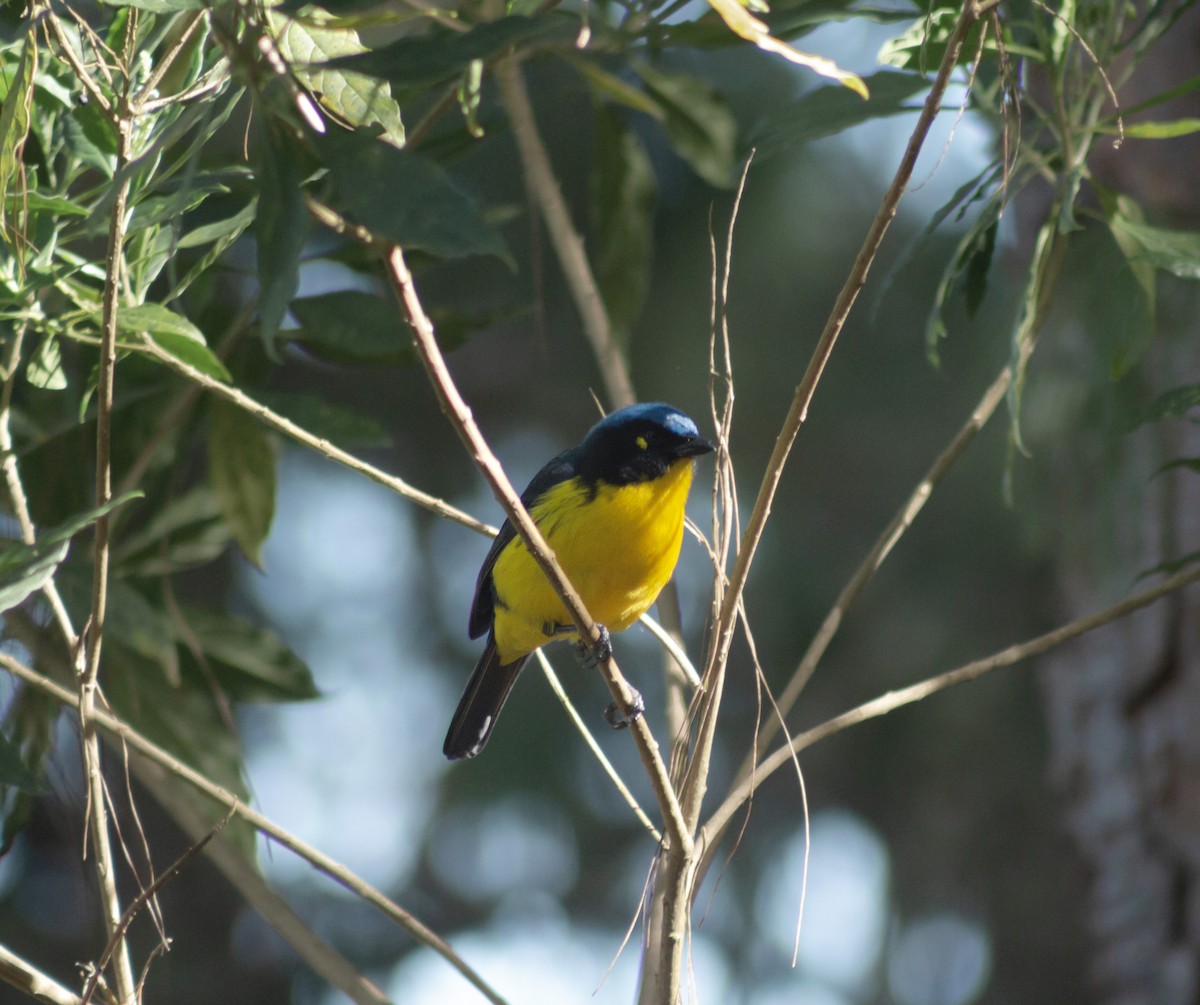 Black-cheeked Mountain Tanager - ML623637839