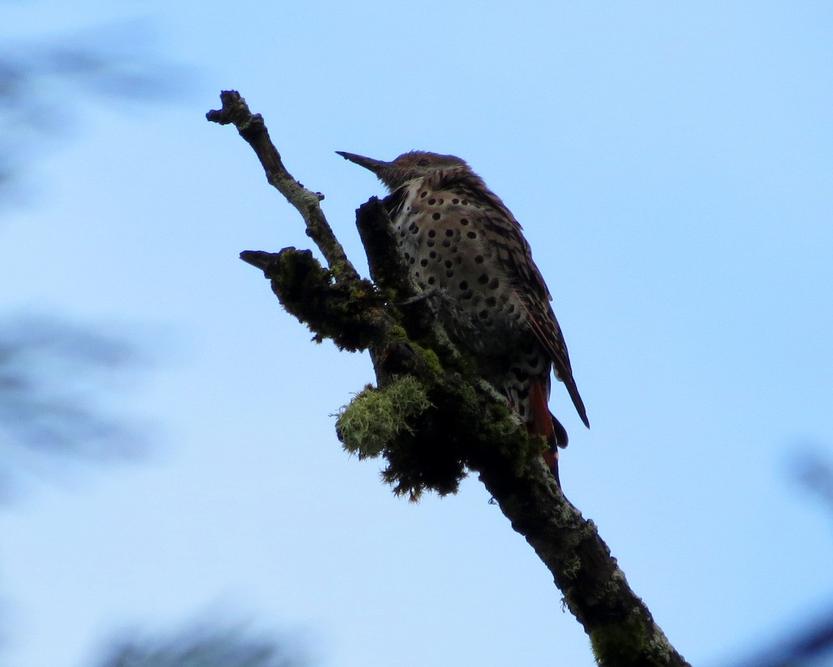 Northern Flicker (Yellow-shafted x Red-shafted) - ML623637842