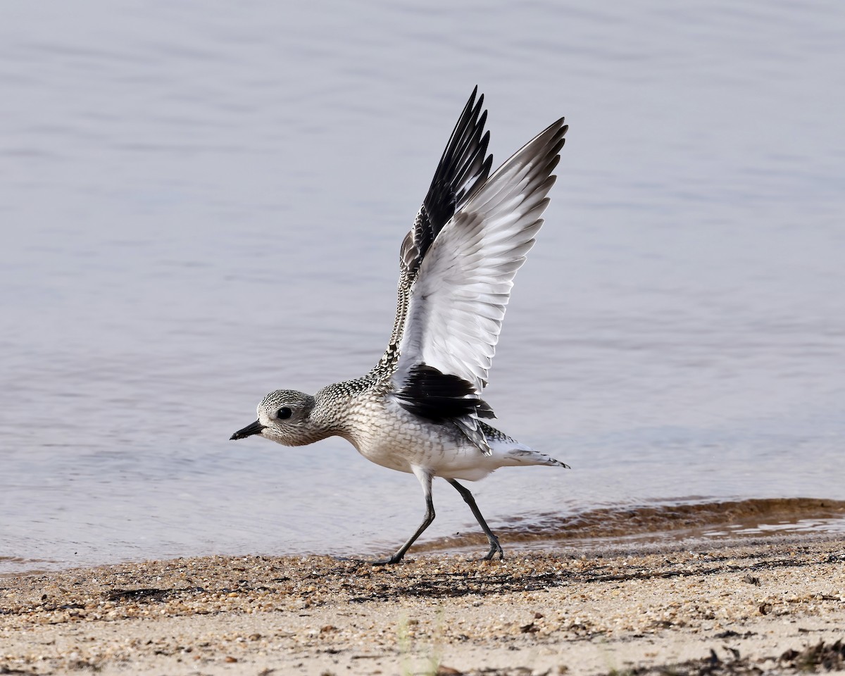 Black-bellied Plover - ML623637870