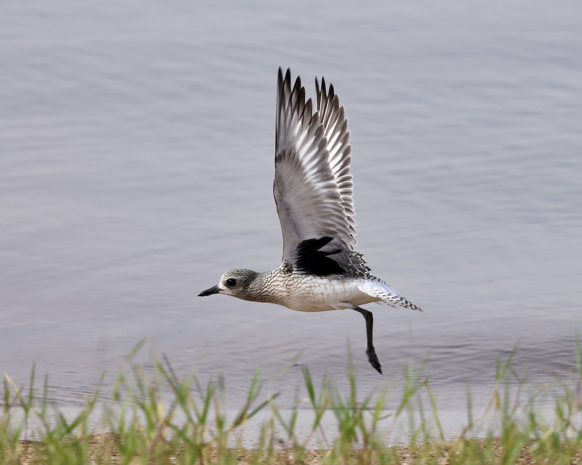 Black-bellied Plover - ML623637871