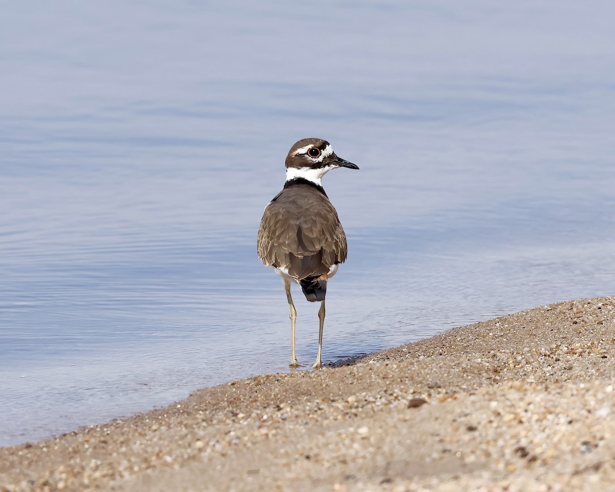 Killdeer - ML623637875
