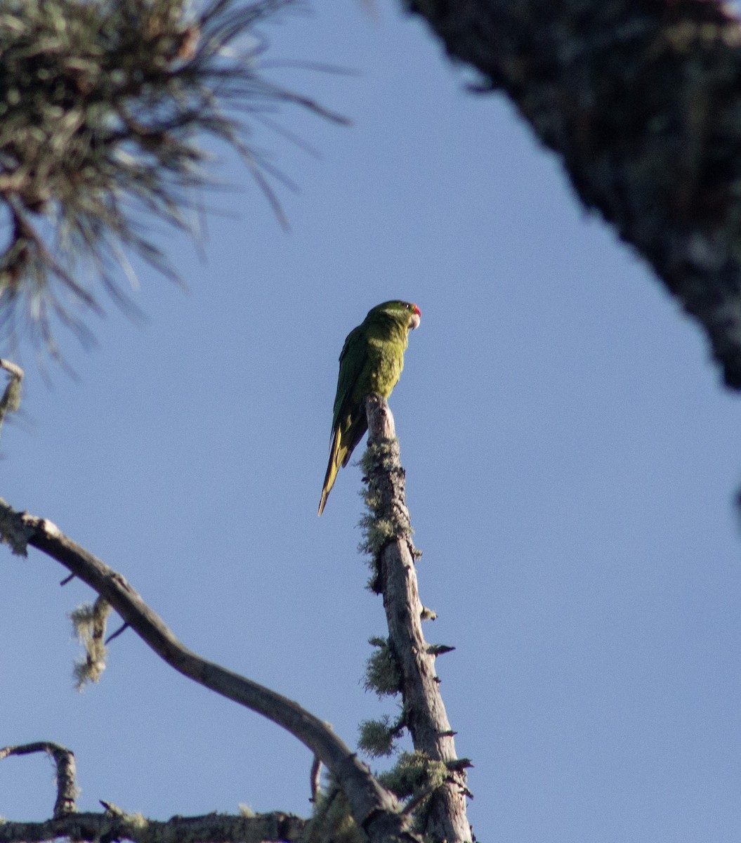 Scarlet-fronted Parakeet - Isaac Diaz Rivera