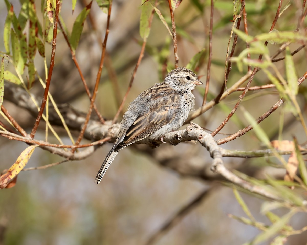 Chipping Sparrow - ML623637896