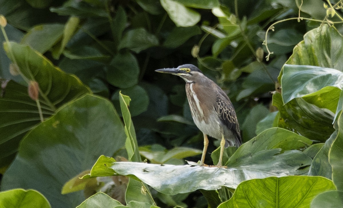 Striated Heron (South American) - ML623637901