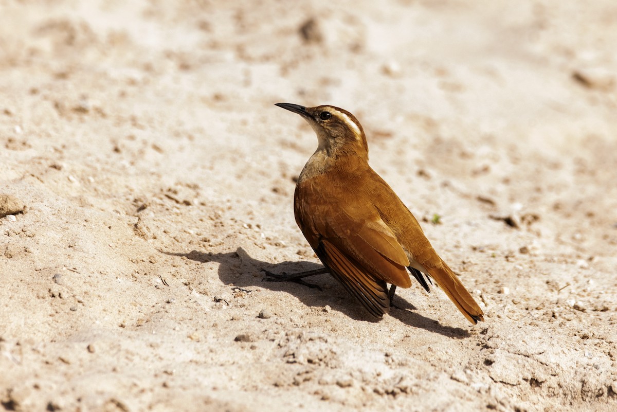 Wing-banded Hornero - Eduardo Vieira 17