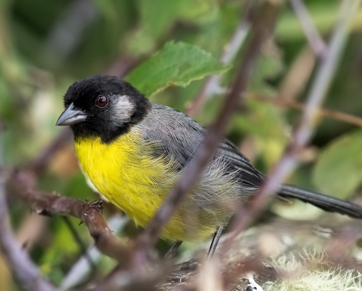 Santa Marta Brushfinch - ML623637961