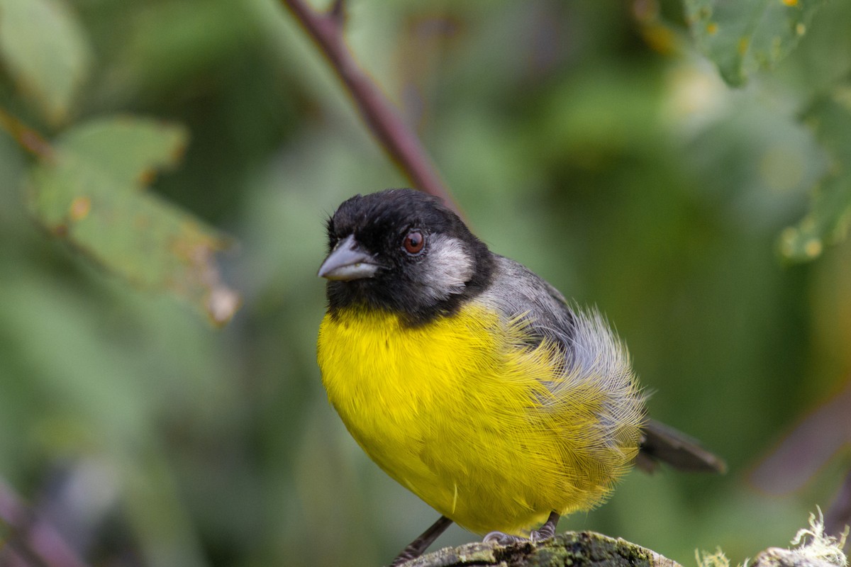 Santa Marta Brushfinch - ML623637963