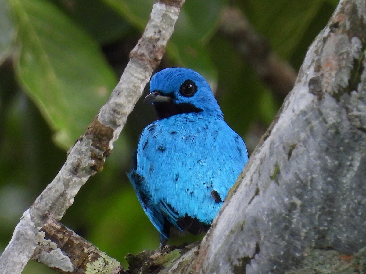 Blue Cotinga - Karen Carbiener