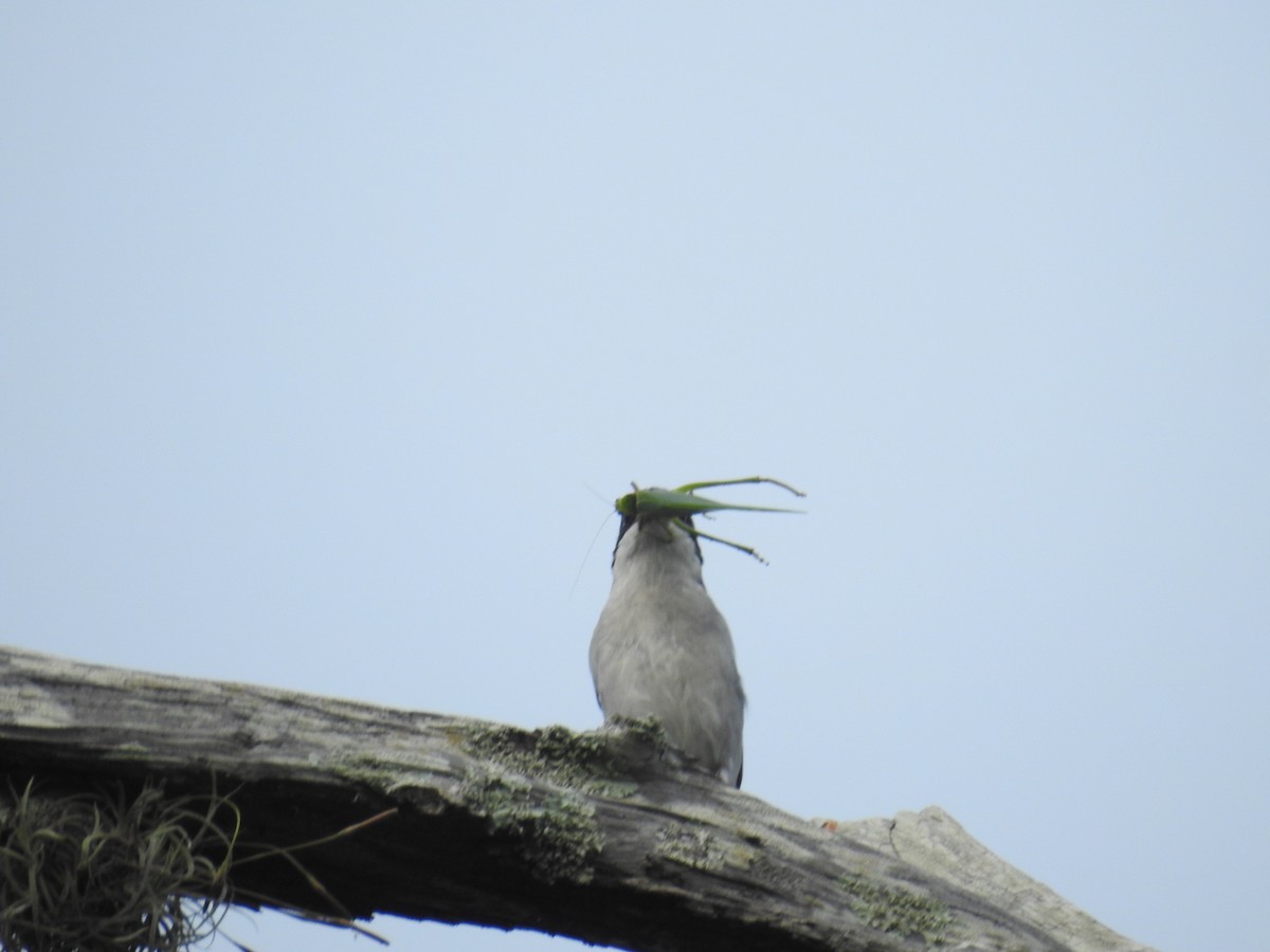 Loggerhead Shrike - Wendy Meehan