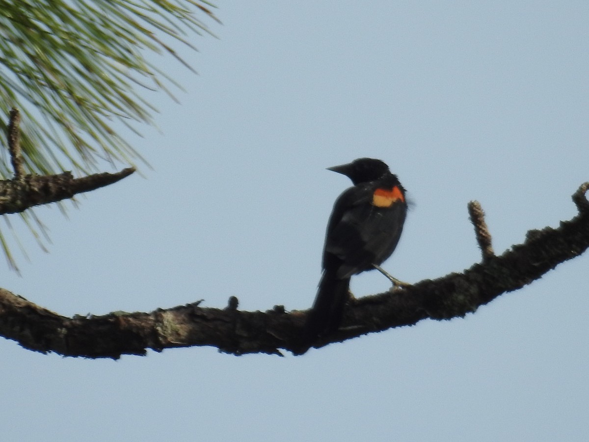 Red-winged Blackbird - ML623637989