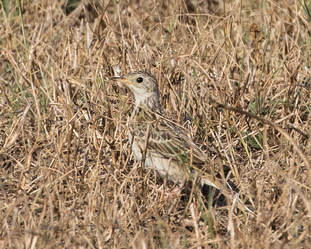 Sprague's Pipit - ML623637994