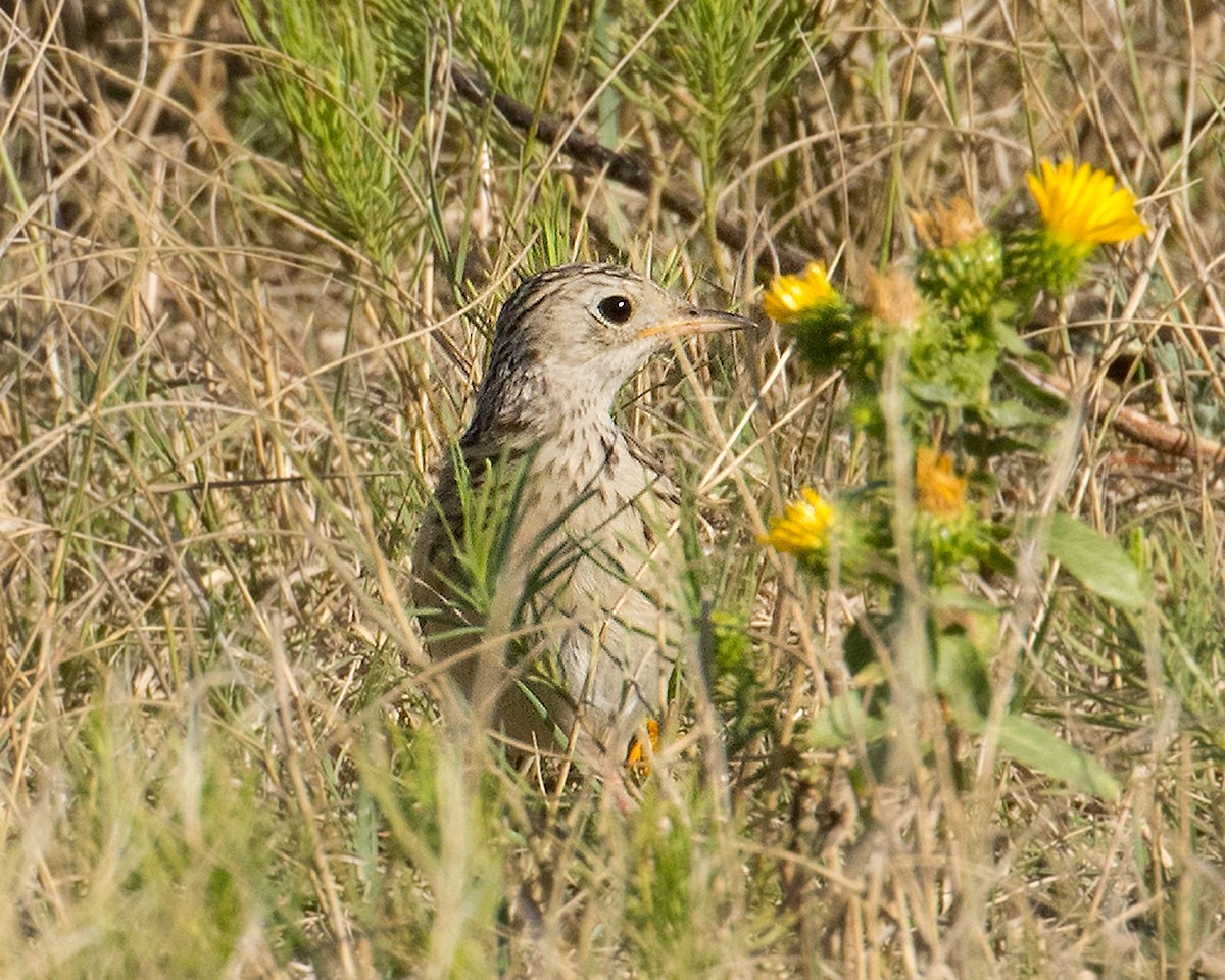 Sprague's Pipit - ML623637995