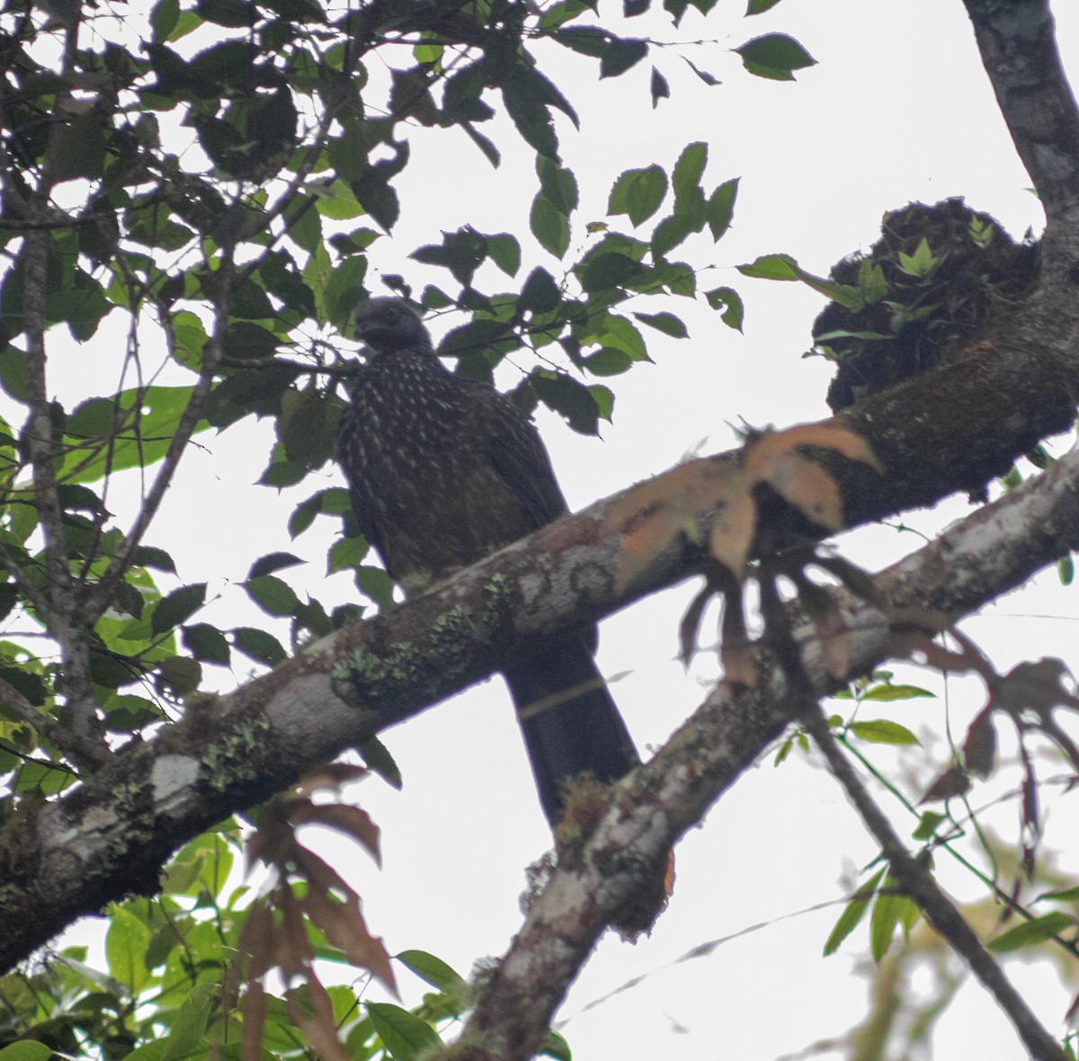 Band-tailed Guan - ML623638003