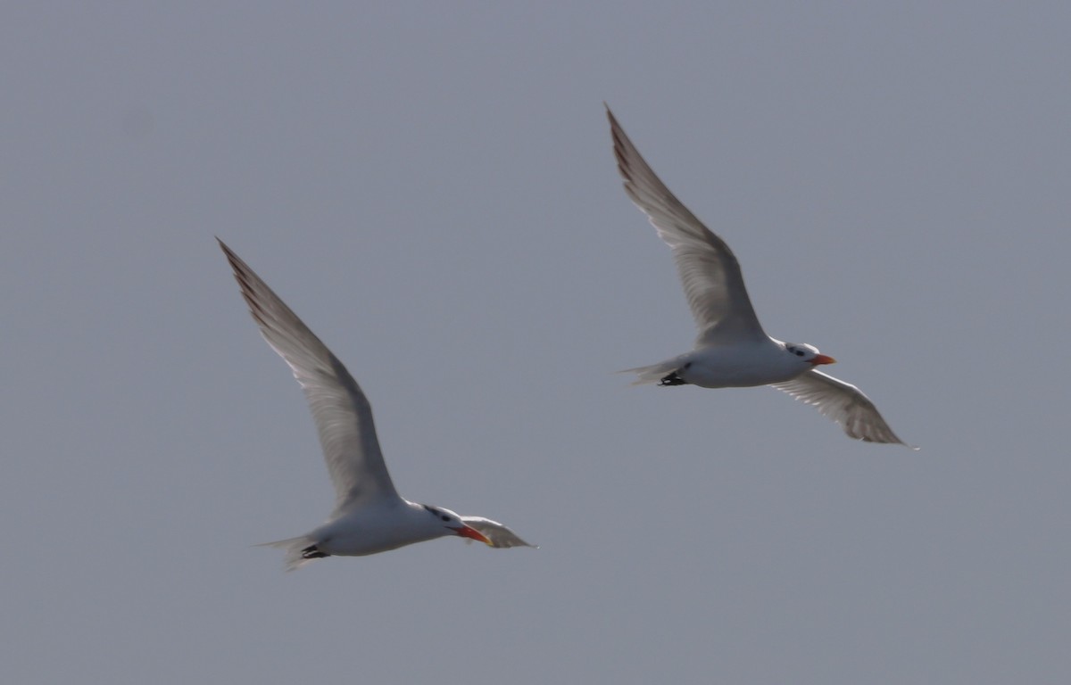 Royal Tern - ML623638028